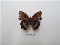 藏品(琉璃蛺蝶)的圖片